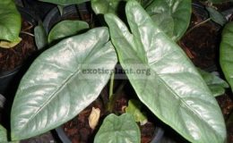 Alocasia-sp.1