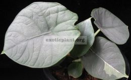 Alocasia-sp.T02