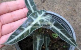 Alocasia-sp.T04-compact-