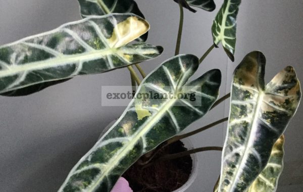Alocasia-sp.T04-compact-variegated-50