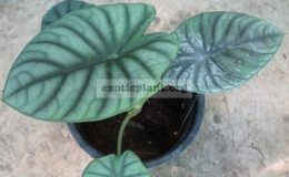 Alocasia-sp.T06-20