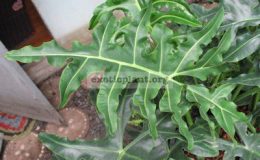 Alocasia-sp.T08-30