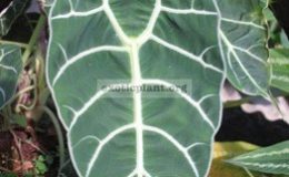 Alocasia-sp.T09S-24-