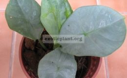 Alocasia-sp.T10-Yala-province-Thailand-25