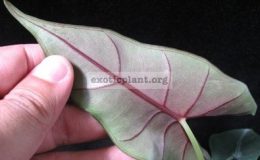 Alocasia-sp.T11-