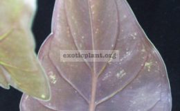Alocasia-wentii-Silver-Voltage-