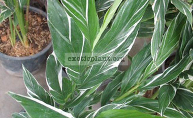 Alpinia-vittata
