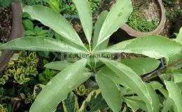 Alstonia-scholaris-albomarginata