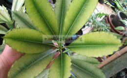Alstonia-scholaris-variegata-No.2-1800