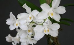 Amesiella-minor-