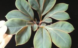 Amorphophallus-atroviridis-20-30-1-1