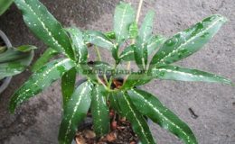 Amorphophallus-sp.T01-