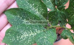 Amorphophallus-sp.T02-