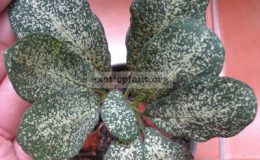 Amorphophallus-sp.T03