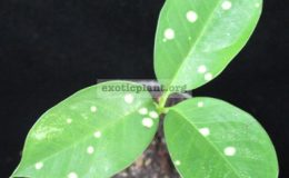 Amorphophallus-sp.T04