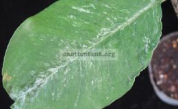 Amorphophallus-sp.T05-