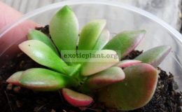 Anacampseros-telephiastrum-purple-variegated-15