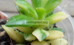 Anacampseros_telephiastrum_variegata-15