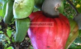 Anacardium-Occidentale