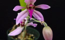 Ancistrochilus-rothschildianus