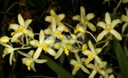 Anesellia-africana
