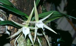 Angraecum-elephantianum