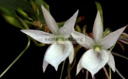 Angraecum-leonis-