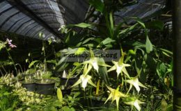 Angreacum-sesquipedale