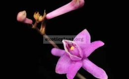 Anthogonium-gracile