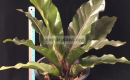 Anthurium-Black-Dragon-30