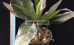 Anthurium-Black-Dragon-compact-form-30