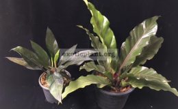 Anthurium-Black-Dragon-right-and-Anthurium-Black-Dragon-compact-formleft-