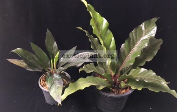 Anthurium-Black-Dragon-right-and-Anthurium-Black-Dragon-compact-formleft-