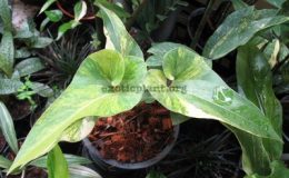 Anthurium-Corong-variegated