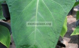 Anthurium-Nikki-44