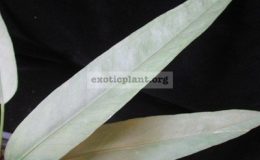 Anthurium-Silver-Arrow-1200