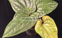 Anthurium-Siri-radicans-x-dressleri-45