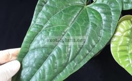 Anthurium-Siri-radicans-x-dressleri45-