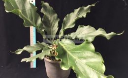 Anthurium-Wave-of-Love-30