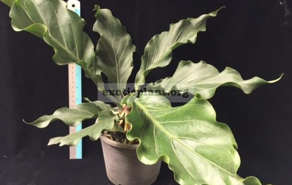 Anthurium-Wave-of-Love-30