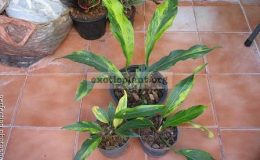 Anthurium-Wave-of-Love-golden-variegated-40-75
