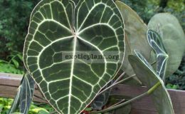 Anthurium-clarinervium-30