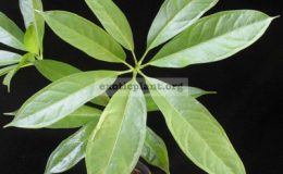 Anthurium-digitatum-40