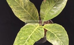 Anthurium-hookeri-F1-variegated-March2018A-35