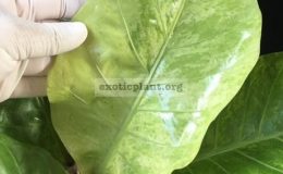 Anthurium-hookeri-F1-variegated-March2018B-35-