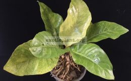 Anthurium-hookeri-F1-variegated-March2018B-35