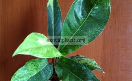 Anthurium-hookeri-F1-variegatedT01