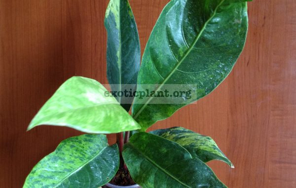 Anthurium-hookeri-F1-variegatedT01