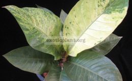 Anthurium-hookeriF1-variegatedFebA-30-1