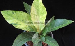 Anthurium-hookeriF1-variegatedFebB-30